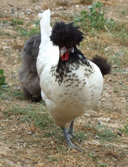 Polish Crested Chickens | hubpages