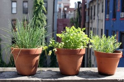Container Gardening In The City