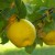 Image credit: http://pixabay.com/en/quince-fruit-plant-journal-tree-65178/ Image credit: http://pixabay.com/en/quince-fruit-plant-journal-tree-65178/