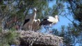 Nesting Storks: Ornithological Park, France