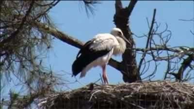 A stork's nest
