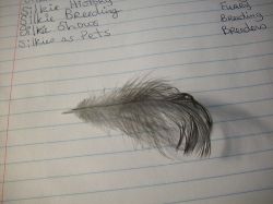 Silkie Feather
