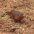 African Bluebilled Firefinch African Bluebilled Firefinch