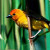Golden Weaver Golden Weaver