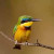 Little Bee Eater Little Bee Eater