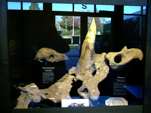 Triceratops and pachycephalosaur skulls