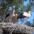 Three storks in their nest