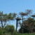 Storks nesting in trees