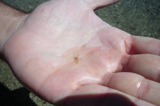 Tiny Brine Shrimp in Hand