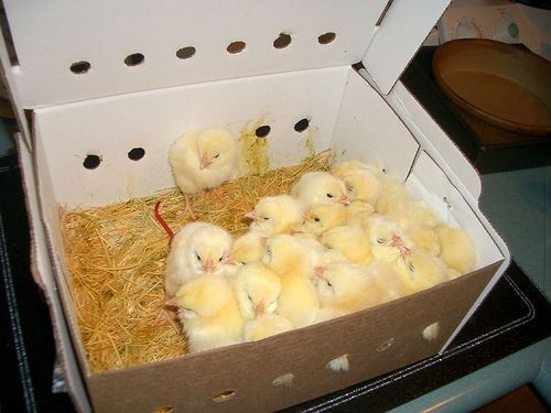 Mail Order Chicks
