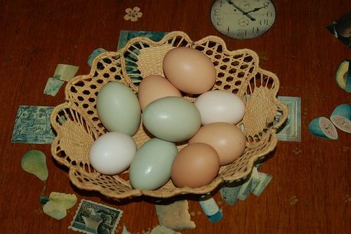 Assorted Colored Chicken Eggs by Jasmine&amp;Roses