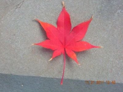 japanese Maple Leaf