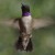 Black-chinned Hummingbird. Archilocus alexandri.