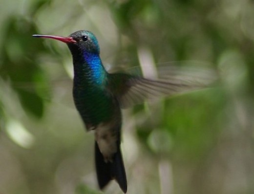 Broad-billed Hummingbird.