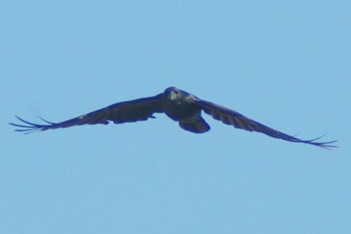 Probably a Common Raven. Corvus Corax.