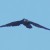 Probably a Common Raven. Corvus Corax.