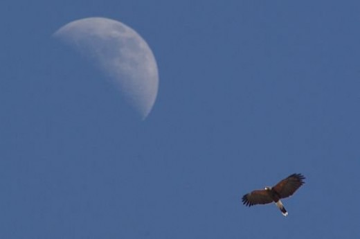 Harris's Hawk with Moon. A fortuitous moment.