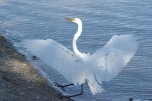 Great Egret Landing. Surprisingly, a shot like this is somewhat difficult, because they fold their wings so fast.