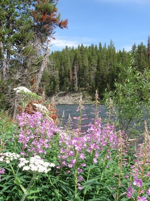More wildflowers along the Yellowstone River near Hayden Valley and the LeHardy Rapids