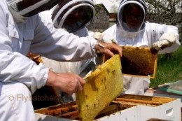 Beekeepers.  Photo by the author.