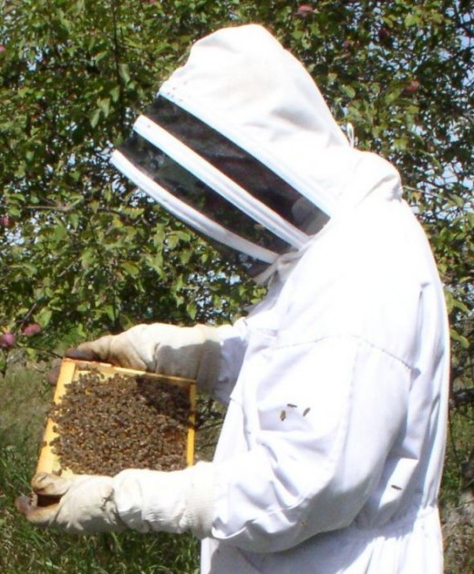 Beekeeper inspects a hive.