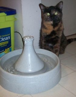 Cat and Dog Drinking Fountain