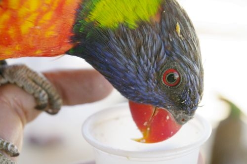 I stretched my arm out as far as I could so I could take a picture of the lorikeet eating from my cup.