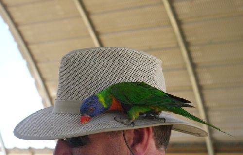 He has an unusual decoration on his hat.