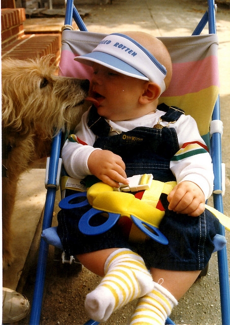 Dog kissing a baby in a stroller