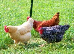 3 chickens in my yard