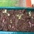 My newly transplanted tomato and lettuce seedlings. My newly transplanted tomato and lettuce seedlings.
