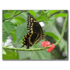 The vertical striping on the body is an identification key.