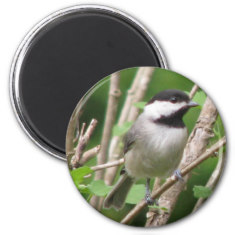 The young chickadees are so cute when they fledge.