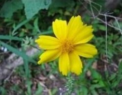 Coreopsis - Hardy and Beautiful Wildflowers