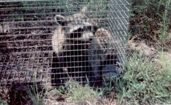 Raccoon in a live trap