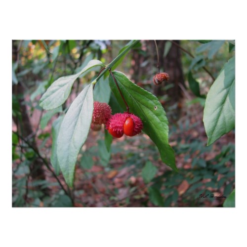 Also called deer candy, the fruit of this native shrub adds color to the landscape and browse food for wildlife.