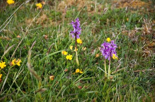 early purple orchids