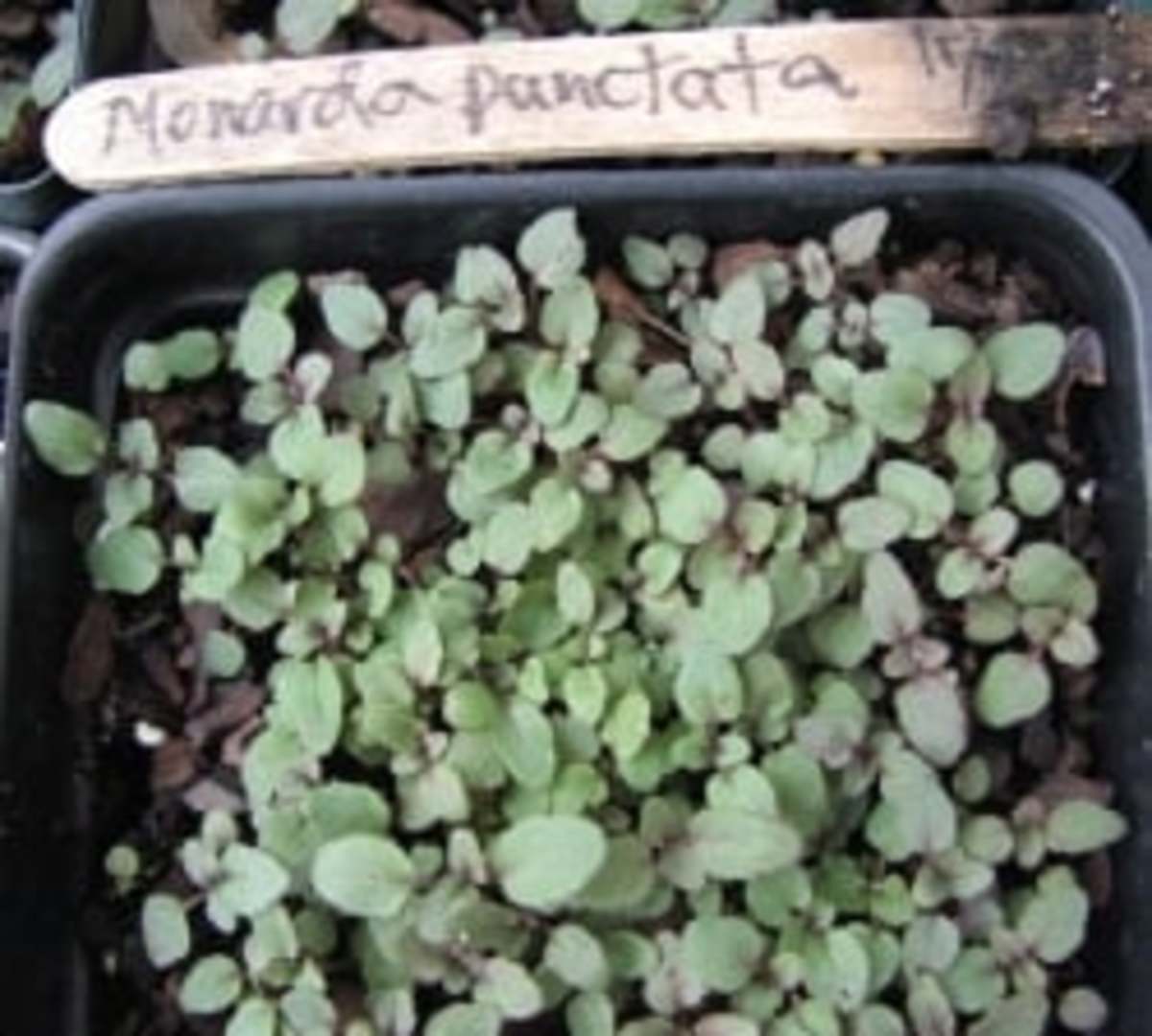 Tiny seedlings of spotted horsemint, Monarda punctata.