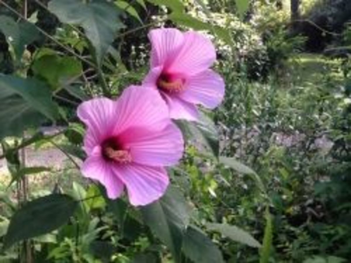 Native crimson-eyed rose mallow can be rose, pink or white with a red throat. The seeds are easy to collect and store.