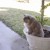 Magnet loves to sit in the flower pot at the front door. She is our official greeter. Meow! Magnet loves to sit in the flower pot at the front door. She is our official greeter. Meow!