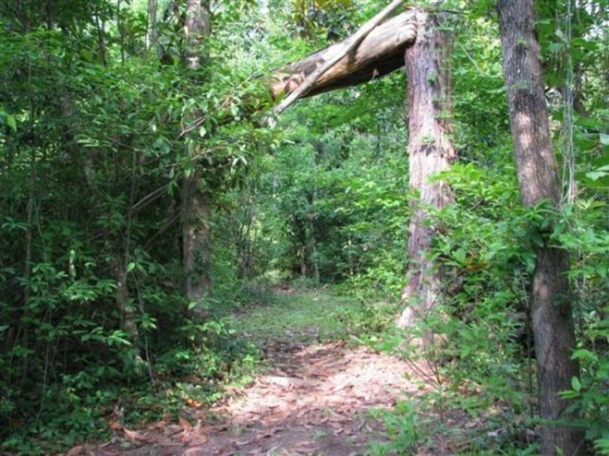 We follow the trail to the right and go under one of the many mature Loblolly Pines that were downed during Hurricane Katrina.  This one has formed and arch.