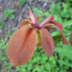 Native Louisiana Irises