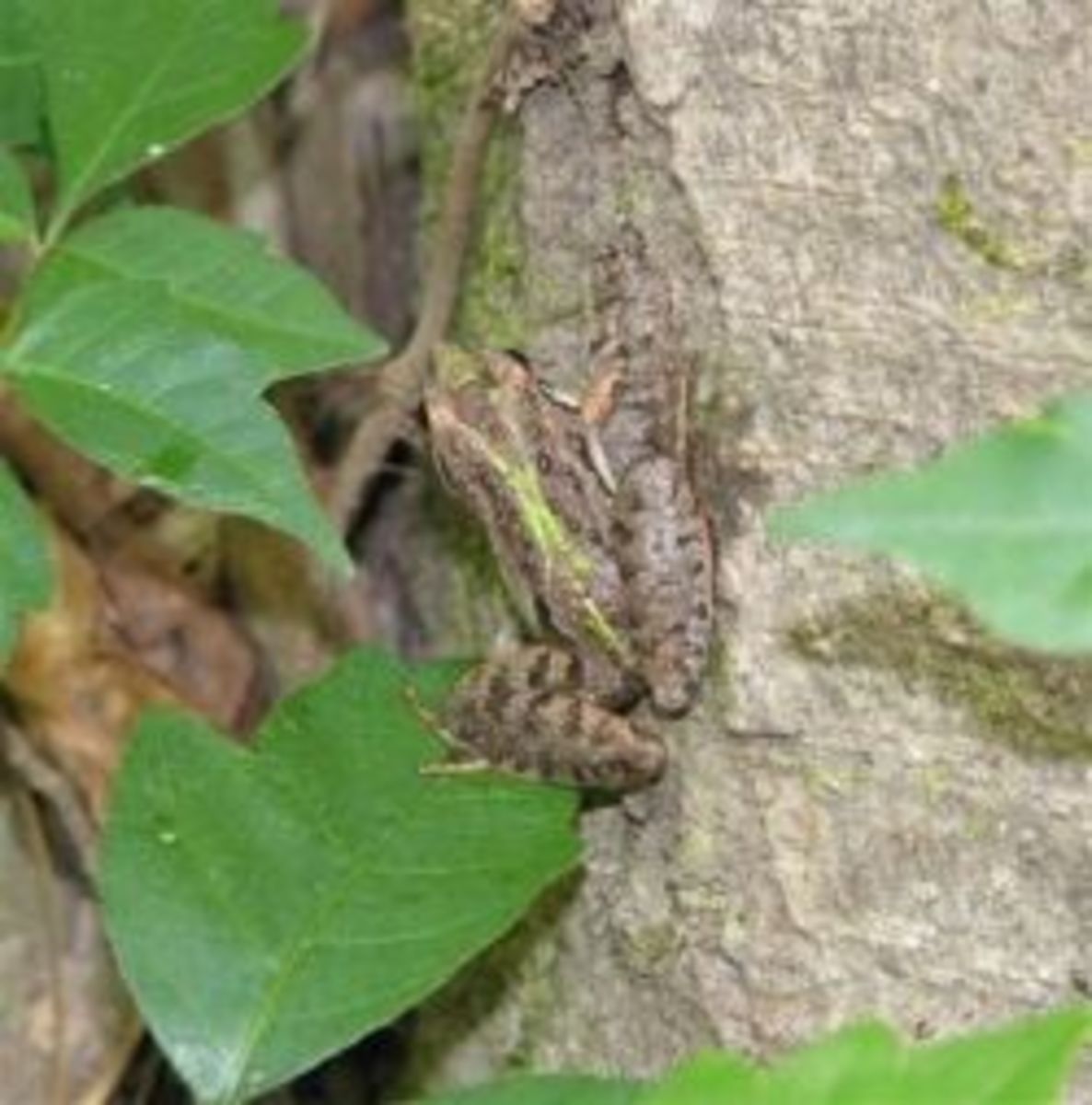 Cricket Frogs of Louisiana
