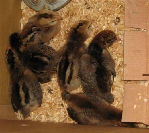 The 1st day, the chicks were exhausted from the move &amp; the new surroundings.  They are all supposed to be hens.