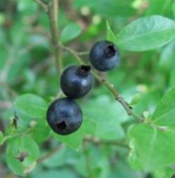 You-Pick Blueberries in South Louisiana