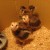 2 chicks are different from the rest. They have white faces &amp; are younger.