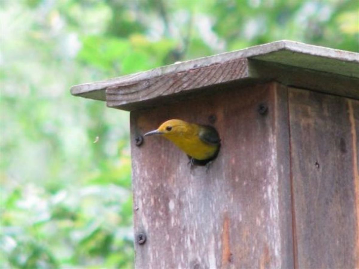 The female Prothonotary Warbler wants to know what's going on.