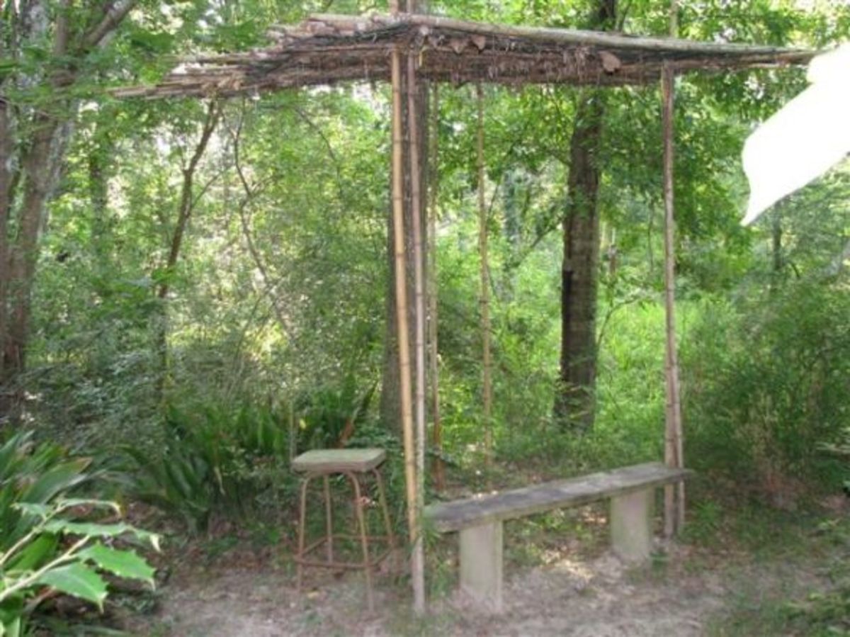 Al's bamboo shelter, near the eastern property line, provides some shade from the summer sun.