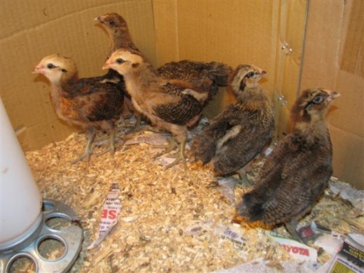 All 6 of them at 5 weeks. (1 has its head down.) We are working on a portable coop so they'll have more room and can eat grass, bugs and other good stuff.