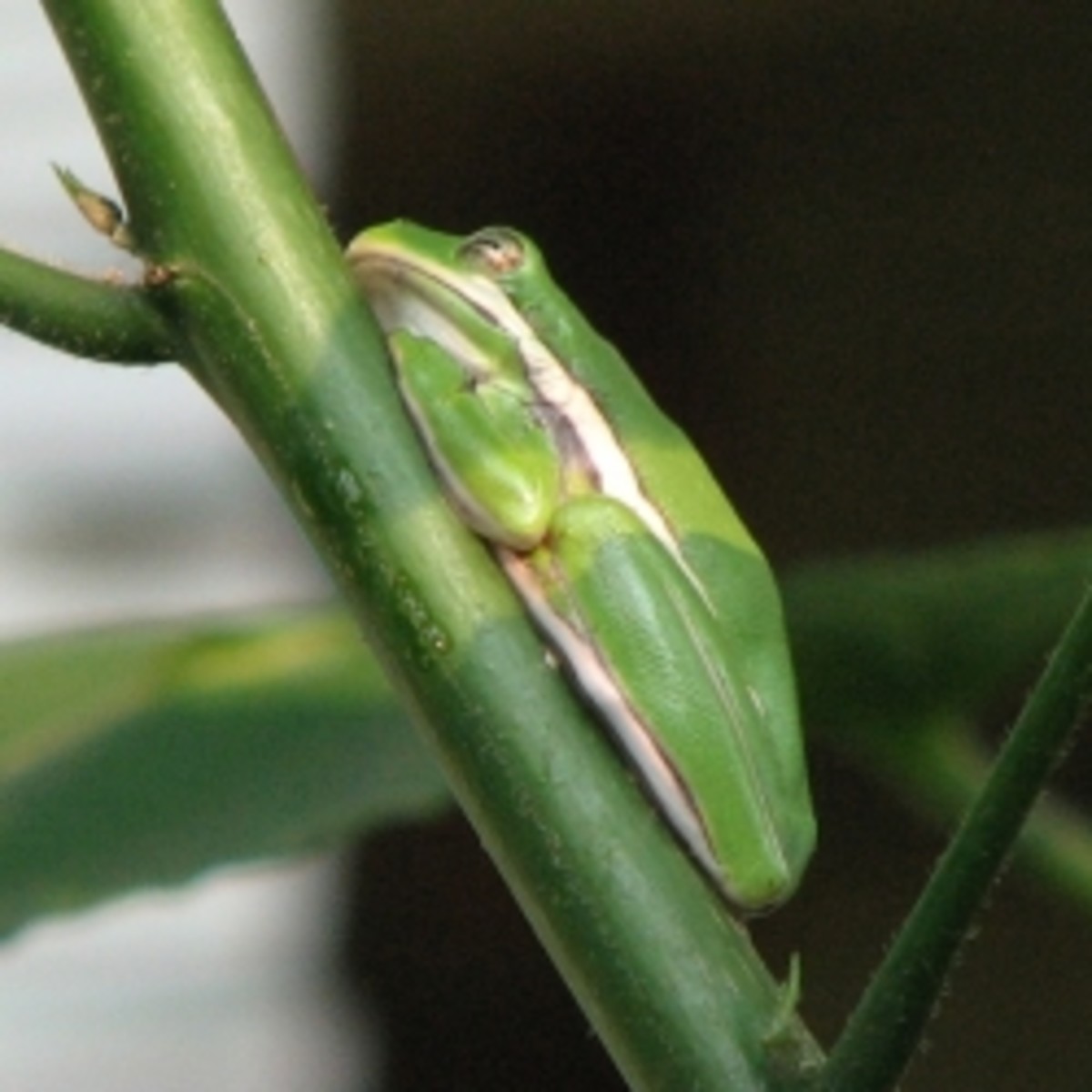Green Treefrog in Louisiana